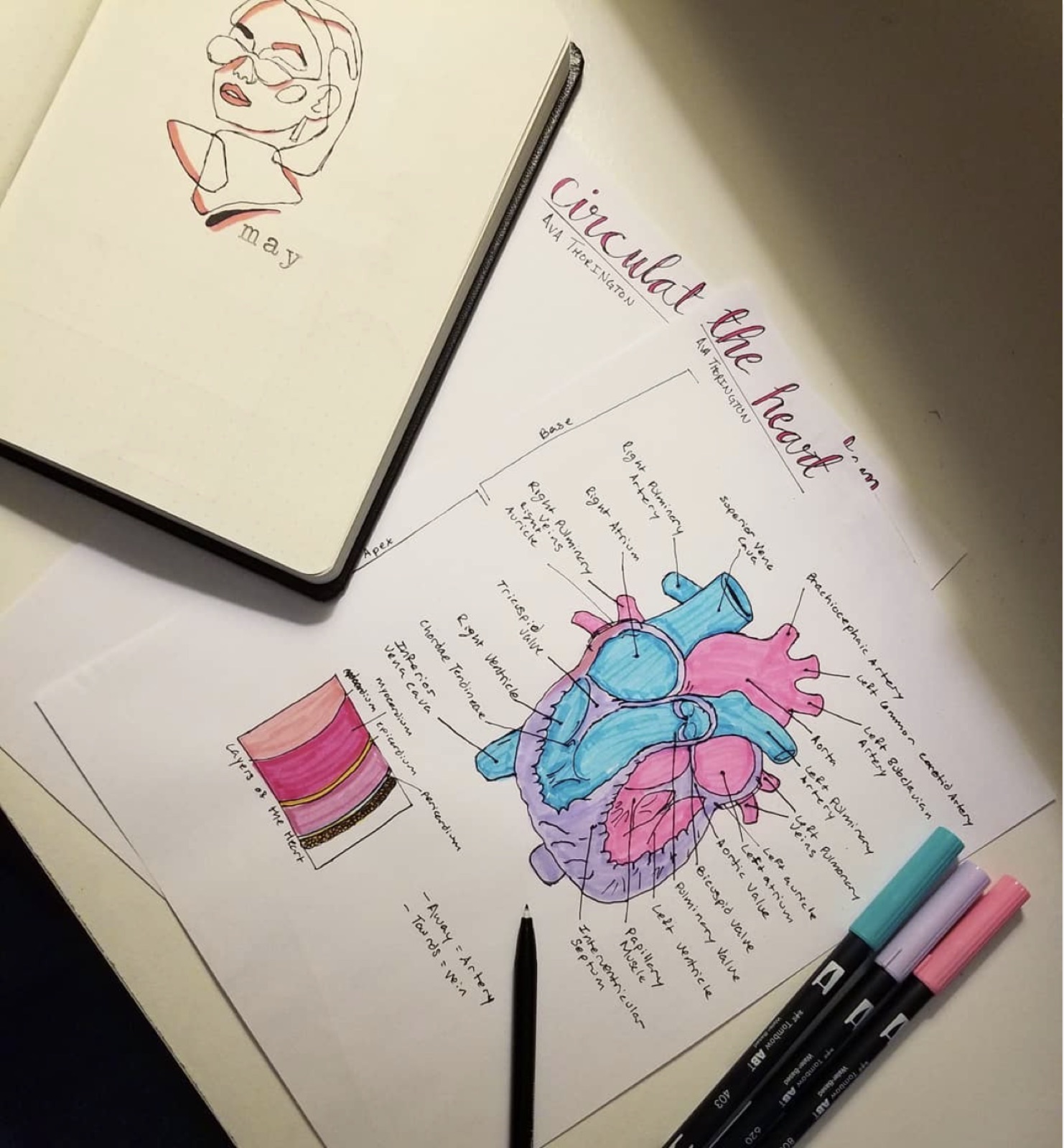 Late-night study session with hand-drawn heart anatomy notes