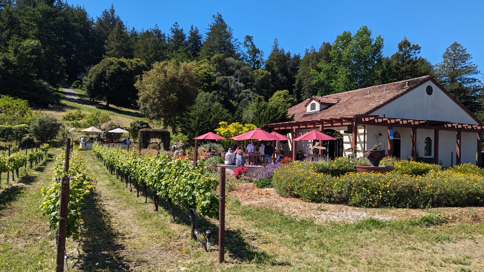 Soquel Vineyards tasting room surrounded by grapevines